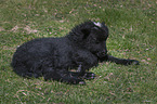 lamb