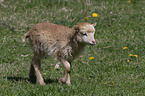lamb