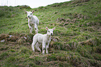 standing lambs