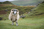 standing Sheep
