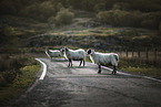 standing Sheeps