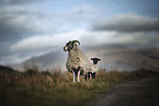 standing Sheeps