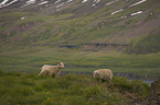 Sheeps