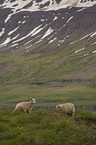Sheeps