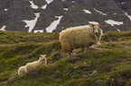 Sheeps