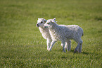Lambs on a meadow