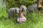 child with Sheeps