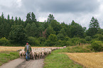 Shepherd with flock of Sheep