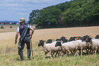 Shepherd with flock of Sheep