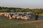 Shepherd with flock of Sheep