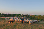 Shepherd with flock of Sheep