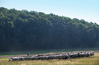 Shepherd with flock of Sheep