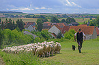 Shepherd with flock of Sheep