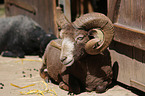ram