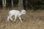 lamb