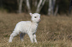 lamb