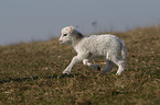 lamb