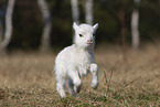 lamb