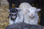 Skudde sheeps