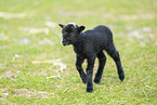 black young sheep
