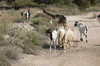 sheeps