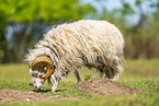 domestic sheep