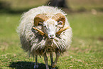 domestic sheep
