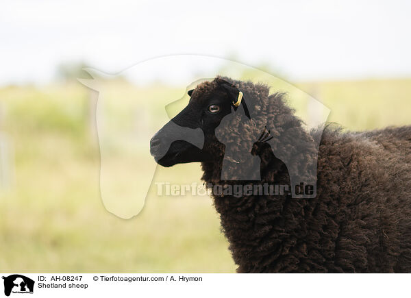 Shetlandschaf / Shetland sheep / AH-08247