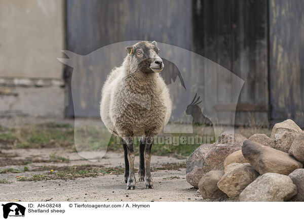 Shetlandschaf / Shetland sheep / AH-08248