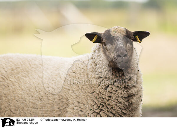 Shetland sheep / AH-08251