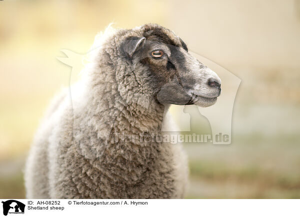 Shetland sheep / AH-08252