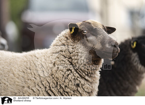 Shetlandschaf / Shetland sheep / AH-08255