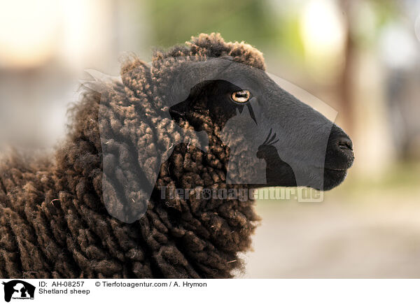 Shetlandschaf / Shetland sheep / AH-08257