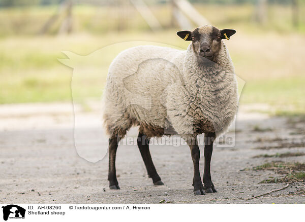 Shetlandschaf / Shetland sheep / AH-08260