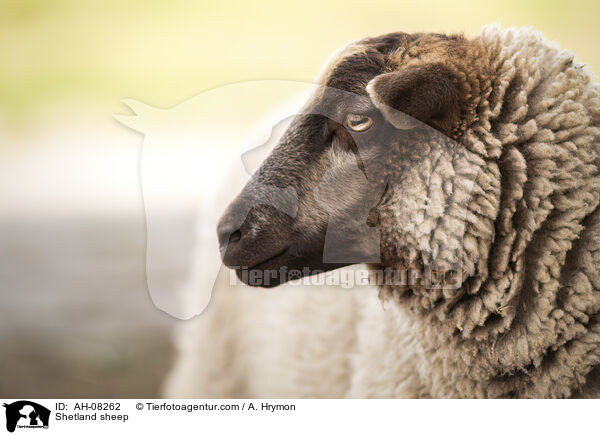 Shetlandschaf / Shetland sheep / AH-08262