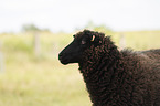 Shetland sheep