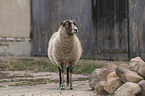 Shetland sheep