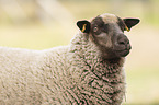 Shetland sheep