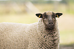 Shetland sheep