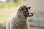 Shetland sheep