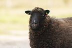 Shetland sheep