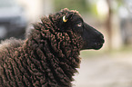 Shetland sheep