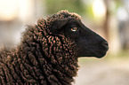 Shetland sheep
