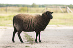 Shetland sheep