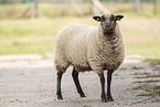 Shetland sheep