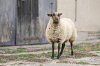Shetland sheep
