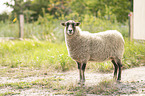 Shetland sheep