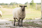 Shetland sheep