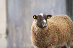 Shetland sheep