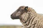 Shetland sheep